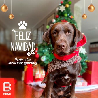 Nuestra familia BasaPetsLovers les desea una ¡Feliz Navidad! 🐶😻 #BuenosConBdeBASA